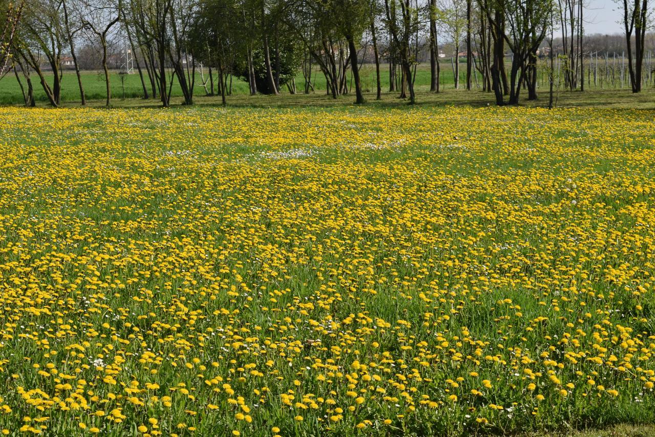 Al Vecchio Fienile Bed & Breakfast San Michele al Tagliamento Exterior photo